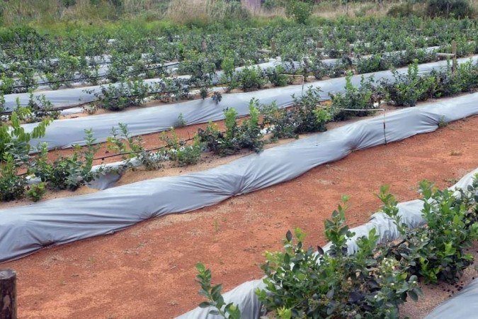  31/10/2023 Credito: Ed Alves/CB/DA.Press. Cidades. Produção de Mirtilo e os produtos com a Fruta. Produtoras - irmãs e Socias Leandra Lima (boné) e Zuliene Lima. 