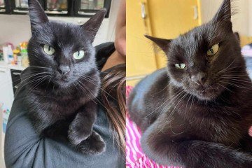 O gato Milu foi adotado pelo frentista Natan Pinheiro em Aguanil (MG) - (crédito: Material cedido ao Correio ) O gato Milu foi adotado pelo frentista Natan Pinheiro em Aguanil (MG) - (crédito: Material cedido ao Correio )