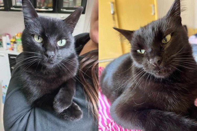 O gato Milu foi adotado pelo frentista Natan Pinheiro em Aguanil (MG) - (crédito: Material cedido ao Correio ) O gato Milu foi adotado pelo frentista Natan Pinheiro em Aguanil (MG) - (crédito: Material cedido ao Correio )