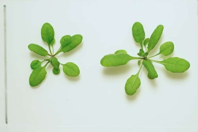 Planta ainda sem modificação genética, usada em uma pesquisa sobre biossensores
- (crédito: Sean Cutler/UCR/Divulgação) Planta ainda sem modificação genética, usada em uma pesquisa sobre biossensores
- (crédito: Sean Cutler/UCR/Divulgação)