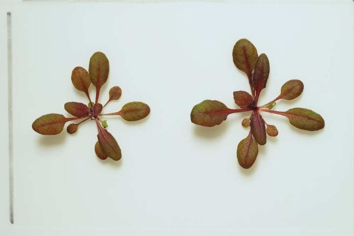  Na presença de um químico-alvo, plantas modificadas geneticamente alteram a cor                