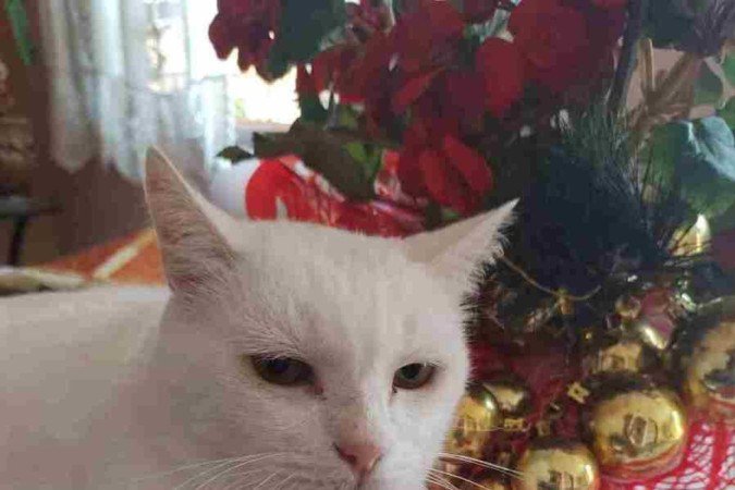 Bob foi diagnosticado com dermatite nervosa após transtornos por estresse