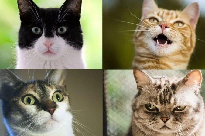 Algumas das diversas expressões faciais dos gatos - (crédito: GETTY IMAGES) Algumas das diversas expressões faciais dos gatos - (crédito: GETTY IMAGES)