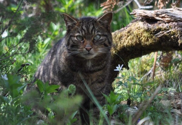 Saving Wildcats