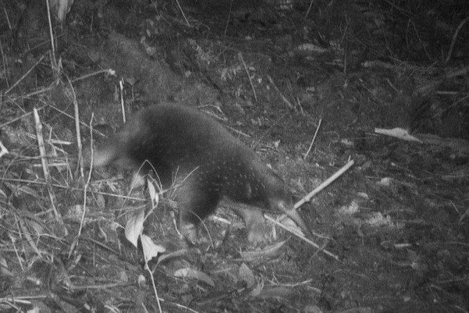 A equidna de bico longo de Attenborough foi filmada por 'armadilhas fotográficas' na Indonésia - (crédito: Expedition Cyclops) A equidna de bico longo de Attenborough foi filmada por 'armadilhas fotográficas' na Indonésia - (crédito: Expedition Cyclops)