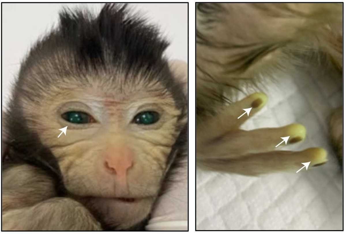 Estudo com uso células-tronco cria macacos na China