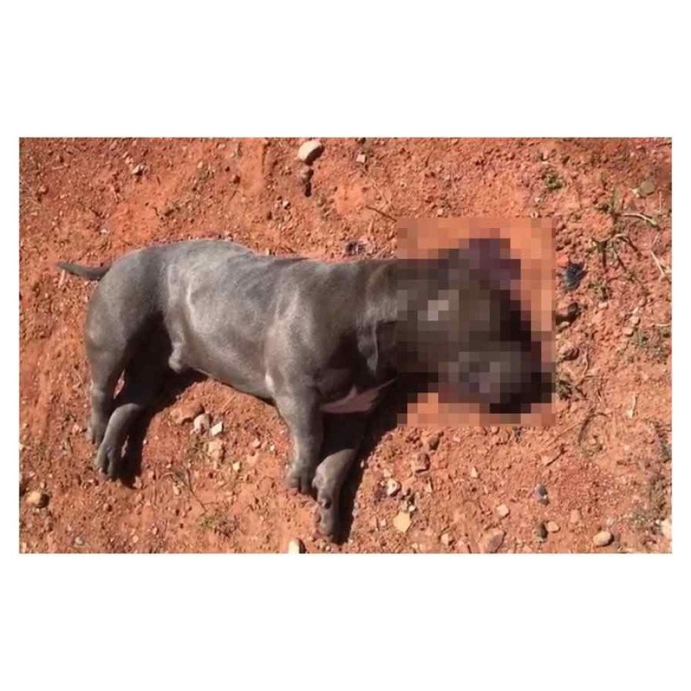Cães policiais morrem de calor em viatura - BBC News Brasil