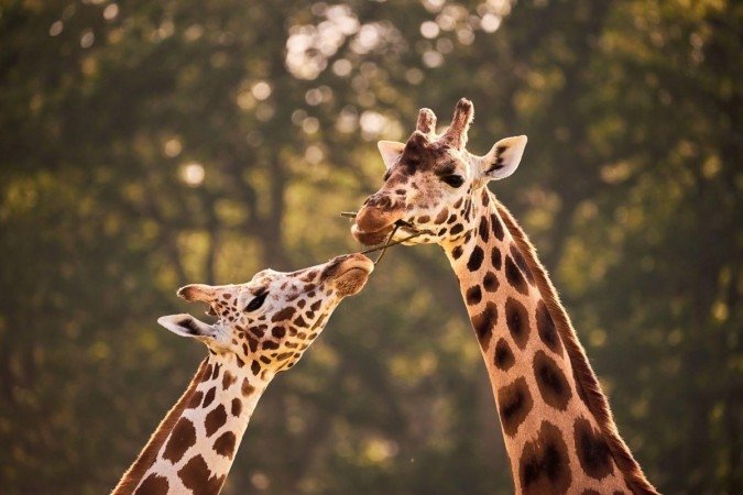 Girafas são os mamíferos mais altos do mundo - (crédito: Getty Images) Girafas são os mamíferos mais altos do mundo - (crédito: Getty Images)