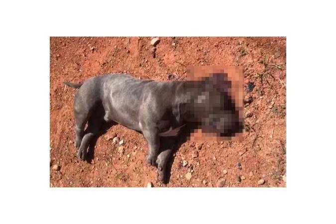 Cachorro foi morto com tiro na cabeça disparado pelo policial - (crédito: Material cedido ao Correio) Cachorro foi morto com tiro na cabeça disparado pelo policial - (crédito: Material cedido ao Correio)