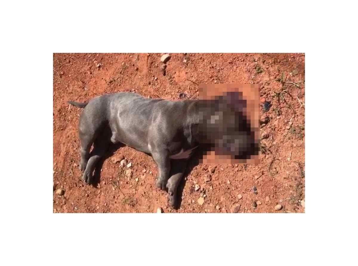 Cachorro é morto com tiro na cabeça por policial militar do DF após buscas por porção de droga jogada em casa