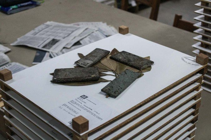 O herbário, segundo a curadora Regina Célia, atingiu a capacidade máxima de exemplares, que são catalogados e disponibilizados para pesquisadores - (crédito: Kayo Magalhães/CB/D.A Press) O herbário, segundo a curadora Regina Célia, atingiu a capacidade máxima de exemplares, que são catalogados e disponibilizados para pesquisadores - (crédito: Kayo Magalhães/CB/D.A Press)