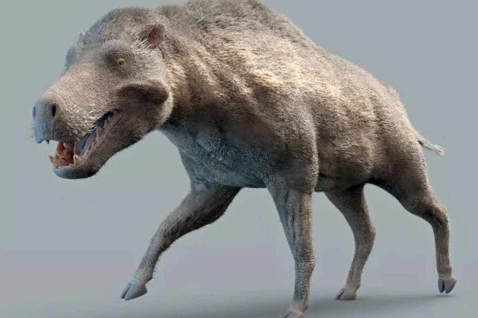 A aparência dos animais se assemelha muito com os porcos como conhecemos - (crédito: Max Bellomio, CC BY-SA 4.0/Wikimedia Commons) A aparência dos animais se assemelha muito com os porcos como conhecemos - (crédito: Max Bellomio, CC BY-SA 4.0/Wikimedia Commons)