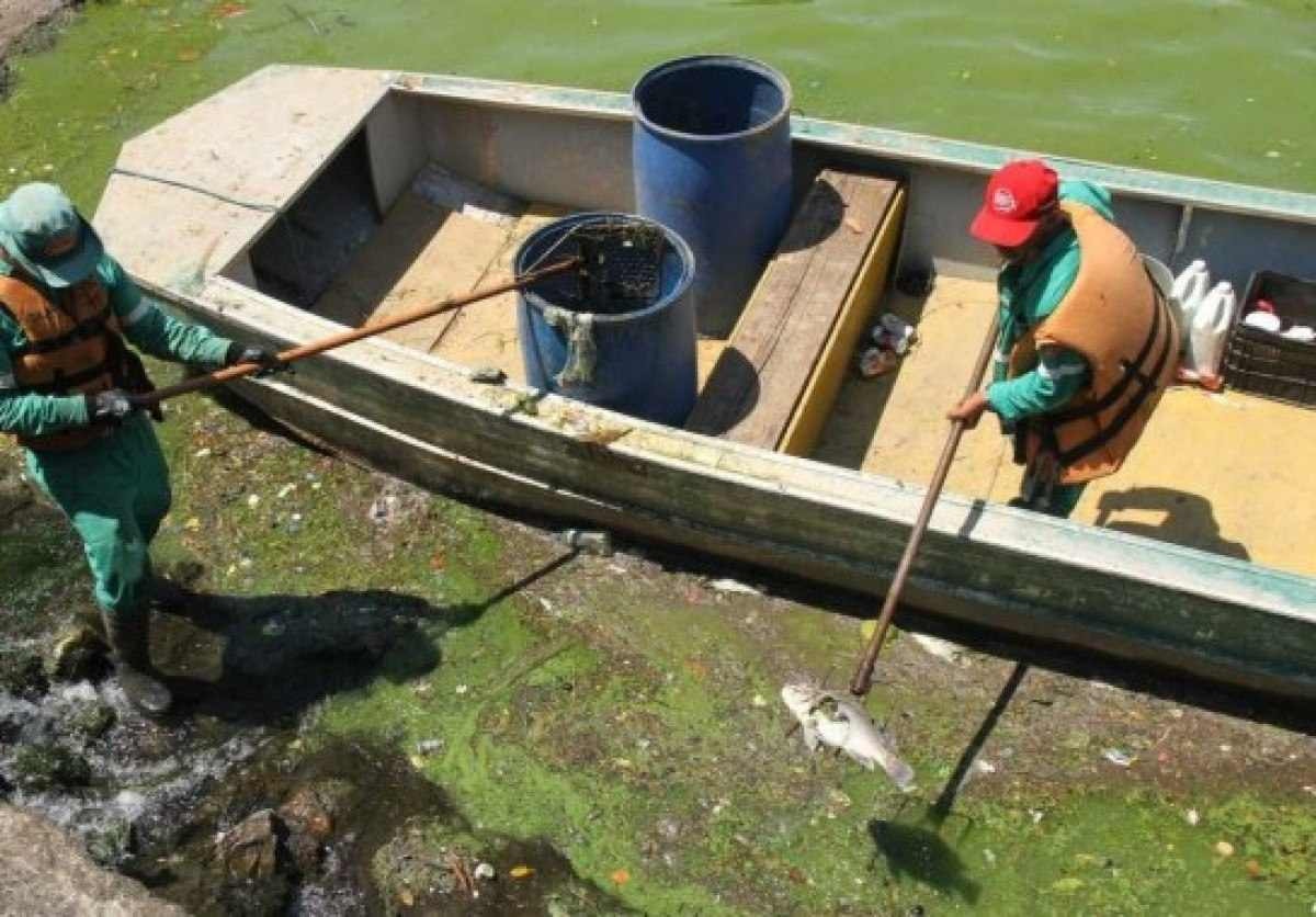 Belo Horizonte recolhe 500 peixes mortos na Lagoa da Pampulha