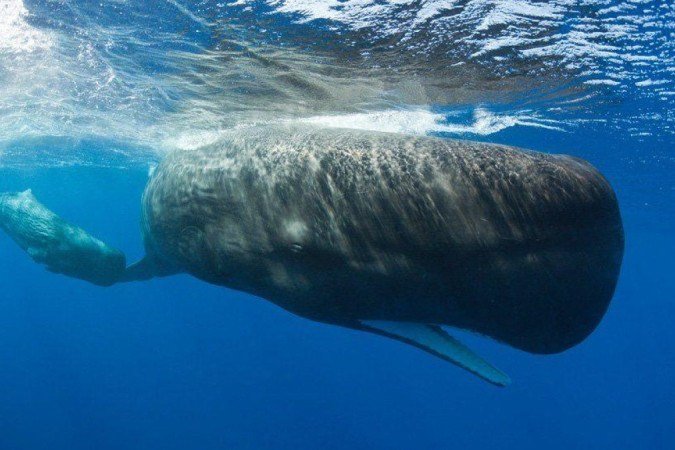 Pesca comercial e grandes navios serão proibidos numa área ao largo da costa ocidental de Dominica - (crédito: Getty Images) Pesca comercial e grandes navios serão proibidos numa área ao largo da costa ocidental de Dominica - (crédito: Getty Images)