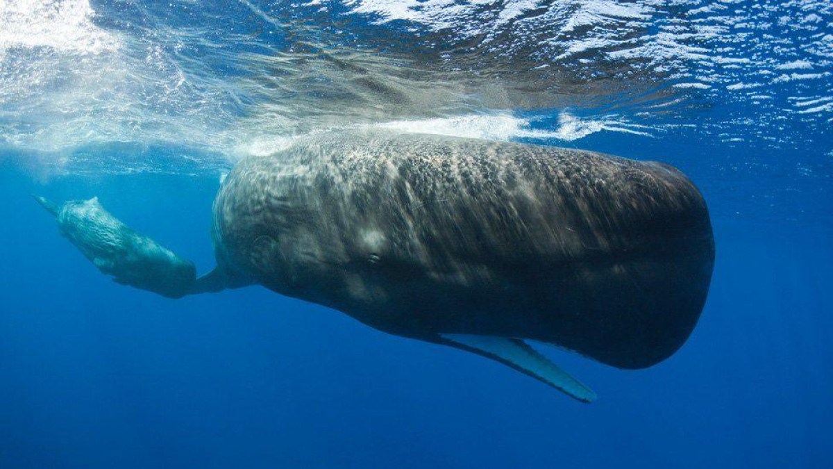 Ilha do Caribe anuncia criação da primeira reserva de cachalotes do mundo