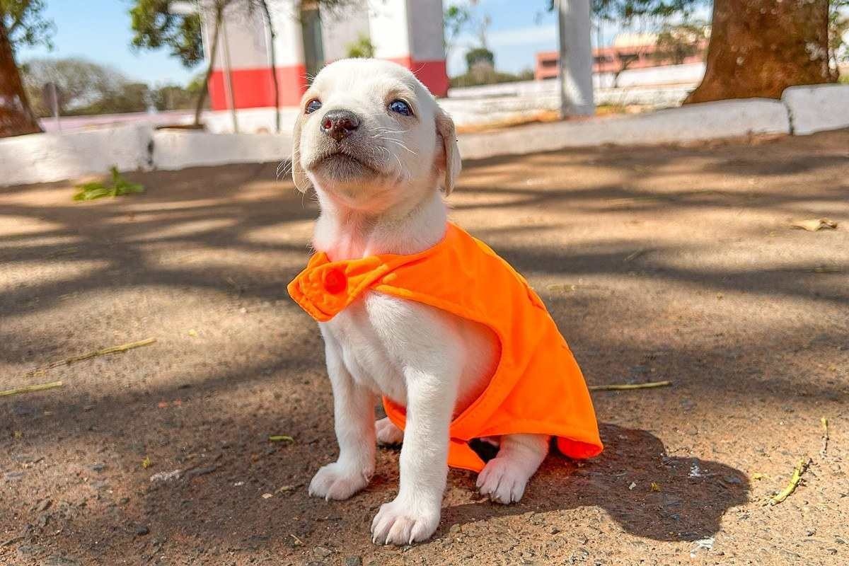 Cata Pata: projeto do SLU resgata cães e promove adoção responsável