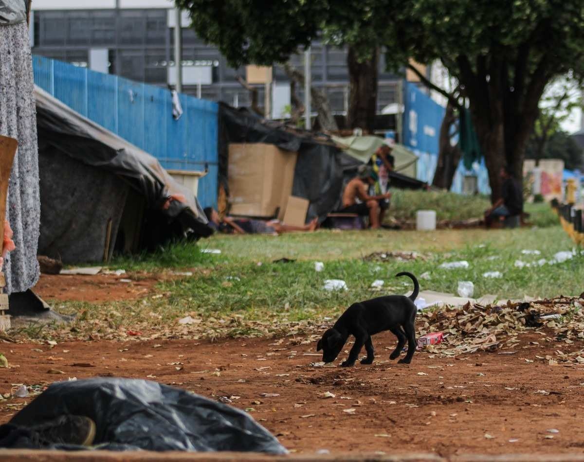 DF terá hotel social para pessoas em situação de rua e seus animais de estimação