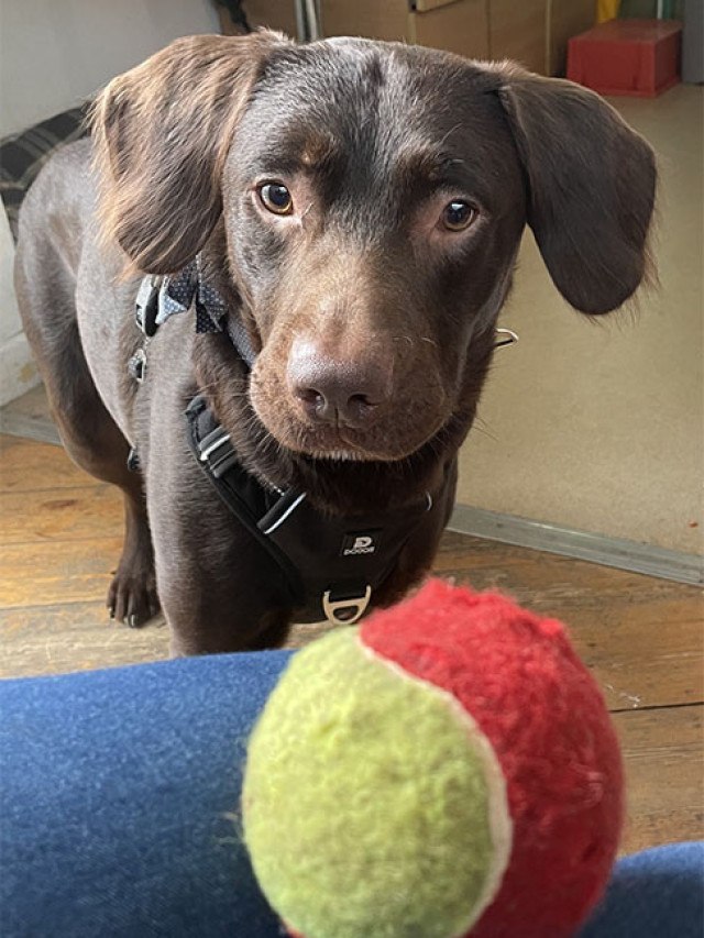 Cachorro mais alto do mundo morre após complicações por amputação nos EUA