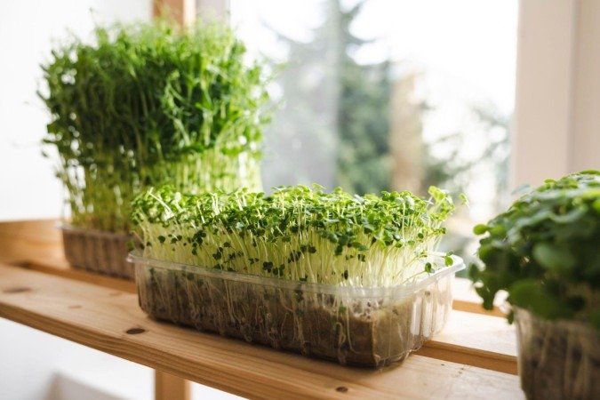 As microverduras têm ganhado destaque e especialistas apontam para os seus diversos benefícios - (crédito: Getty Images) As microverduras têm ganhado destaque e especialistas apontam para os seus diversos benefícios - (crédito: Getty Images)
