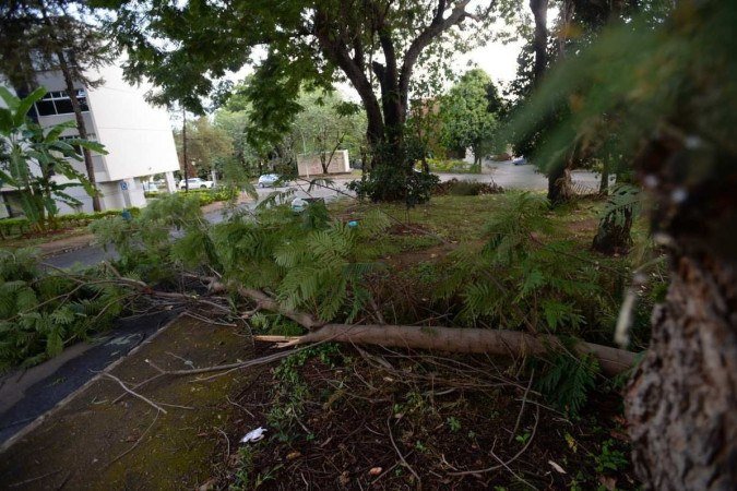  21/11/2023. Crédito: Minervino Júnior/CB/D.A Press. Brasil.  Brasilia - DF. Derrubada de árvora na 406 sul devido as chuvas.