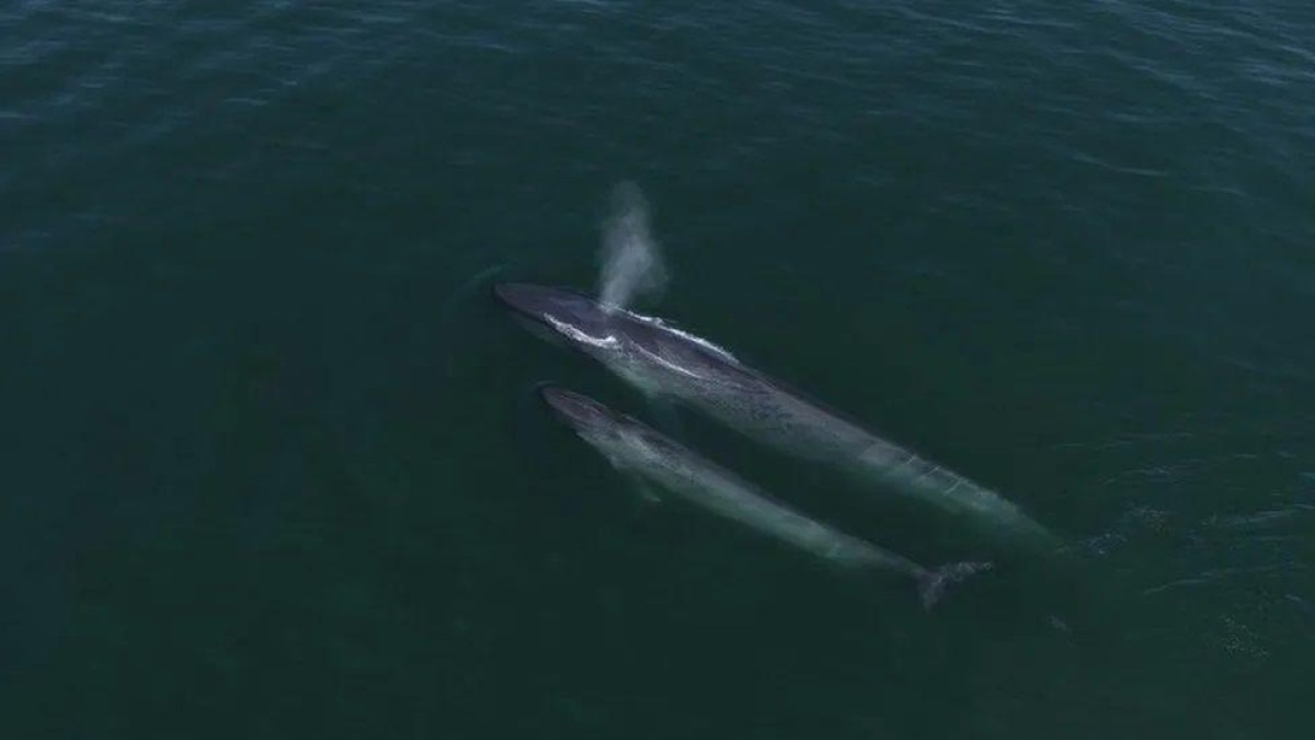 A inesperada volta de baleias azuis ao 