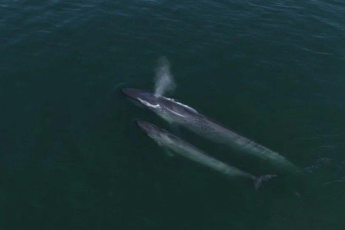 Cientistas acreditam que baleias azuis podem se reproduzir nas águas ao redor das Seychelles - (crédito: Oceanic films) Cientistas acreditam que baleias azuis podem se reproduzir nas águas ao redor das Seychelles - (crédito: Oceanic films)
