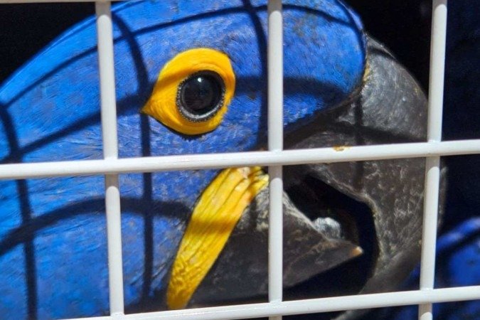 Ave presa em pequena gaiola - (crédito: Roberto Cabral/DivulgaÃ?§Ã?£o) Ave presa em pequena gaiola - (crédito: Roberto Cabral/DivulgaÃ?§Ã?£o)