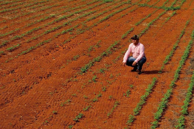 A queda se deve, principalmente, a uma previsão de queda nas produções do milho 2ª safra, do milho 1ª safra, do sorgo e do algodão herbáceo -  (crédito: Carlos Vieira/CB/D.A.Press)