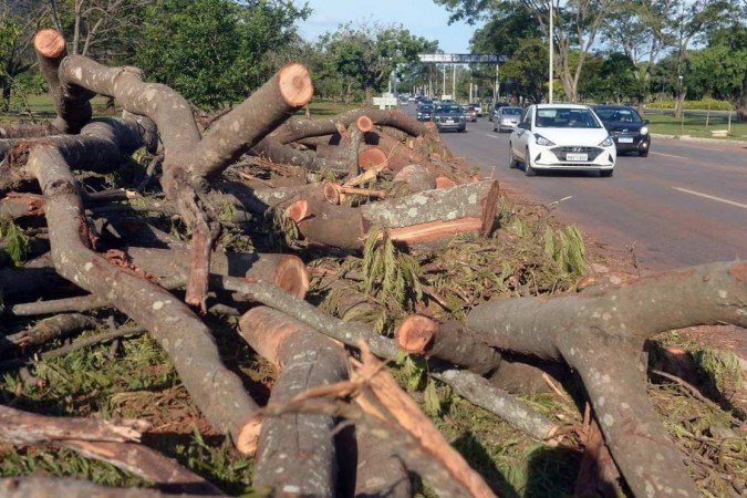Árvores que tomaram em vias foram retiradas das pistas, ontem