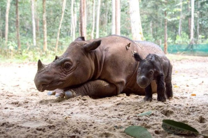 Ameaçado de extinção, filhote do rinoceronte de Sumatra nasce na Indonésia