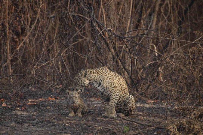 Onça-pintada e o filhote em meio às cinzas e à vegetação queimada nos incêndios de 2020 - (crédito: Edson Vandeira/Divulgação) Onça-pintada e o filhote em meio às cinzas e à vegetação queimada nos incêndios de 2020 - (crédito: Edson Vandeira/Divulgação)