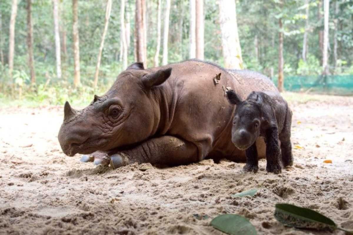 Filhote de rinoceronte ameaçado de extinção nasce na Indonésia