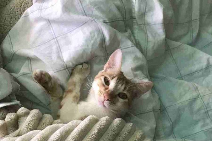 A gata Sunny era sinônimo de luz para a família - (crédito: Arquivo pessoal) A gata Sunny era sinônimo de luz para a família - (crédito: Arquivo pessoal)