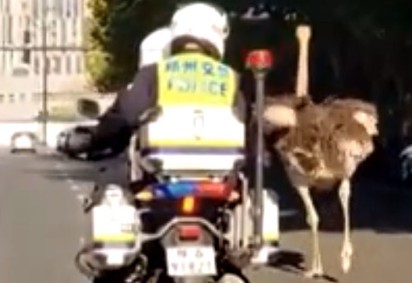 Imagina estar viajando com sua família na estrada e se deparar com um avestruz fugindo de policiais... É, esse fato aconteceu na China. -  (crédito: Reprodução/Redes Sociais)