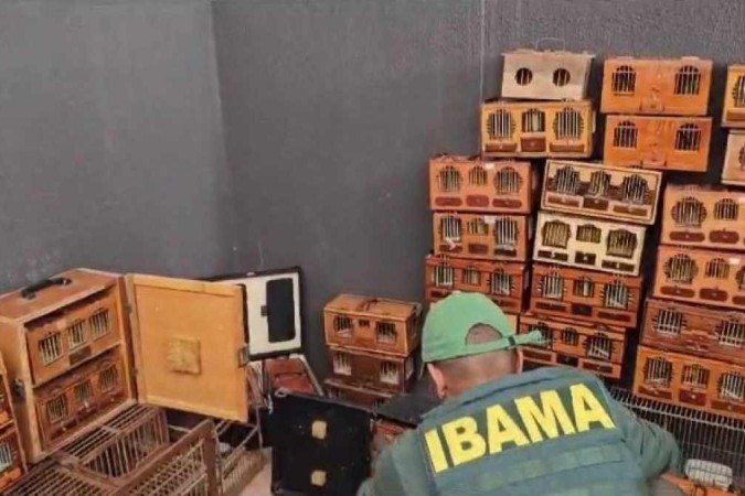 15 pessoas são presas por rinha de canários da terra em Luziânia - (crédito: Material cedido ao Correio ) 15 pessoas são presas por rinha de canários da terra em Luziânia - (crédito: Material cedido ao Correio )