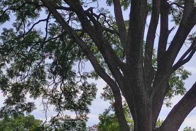Corpo é encontrado no Parque da Cidade - (crédito: Material cedido ao Correio) Corpo é encontrado no Parque da Cidade - (crédito: Material cedido ao Correio)