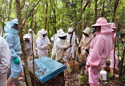 A redução no número de abelhas preocupa ambientalistas e produtores rurais em todo o mundo. -  (crédito: Prefeitura de Barra do Rio Azul)