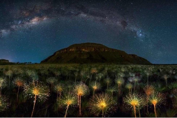 Vencedor do prêmio Epson International Pano Awards, fotógrafo brasiliense Marcio Cabral, 49 anos, foi destaque graças à foto noturna de uma Sempre-viva - (crédito: Marcio Cabral) Vencedor do prêmio Epson International Pano Awards, fotógrafo brasiliense Marcio Cabral, 49 anos, foi destaque graças à foto noturna de uma Sempre-viva - (crédito: Marcio Cabral)
