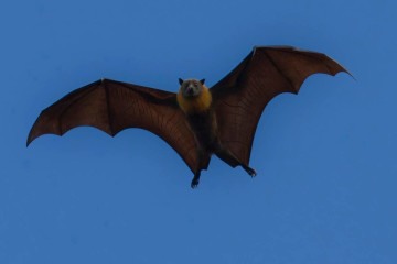Morcegos de pênis gigantes podem fazer sexo por até 12 horas -  (crédito: unsplash/ John Torcasio)