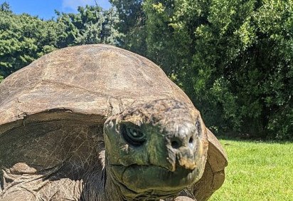 A tartaruga Jonathan chegou aos 191 anos de idade e bateu o recorde de animal terrestre mais velho do mundo, segundo o Guinness World Records! -  (crédito: Xben 911 wikimedia commons )