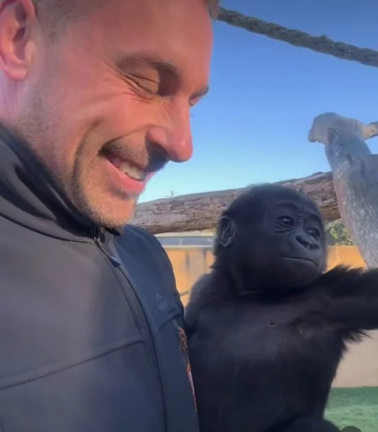 Uma história curiosa envolvendo um bebê gorila e um cuidador está chamando a atenção em um zoológico da Austrália. Veja no Flipar! -  (crédito: reprodução / instagram @zookeeper_chad)