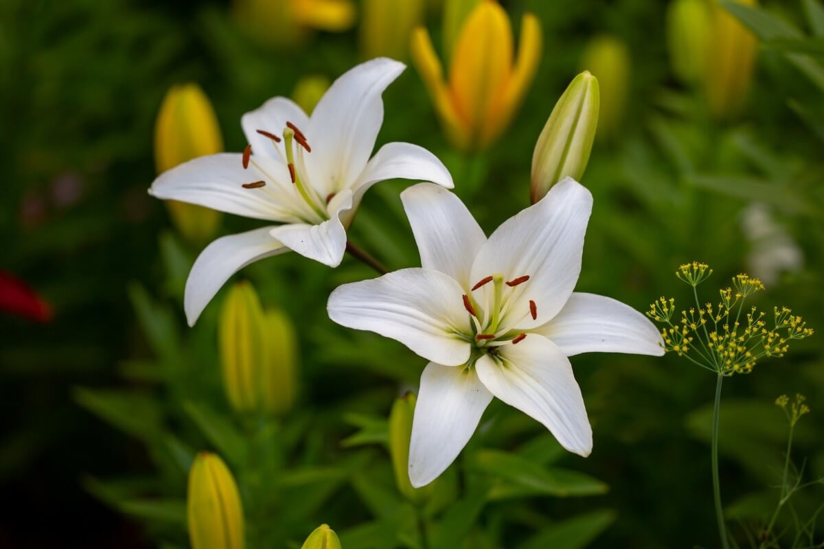 Nove plantas consideradas tóxicas para as calopsitas 