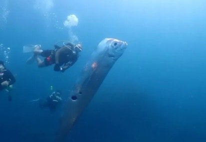 Um peixe gigante flagrado por mergulhadores em Taiwan causou espanto nas redes sociais. O FLIPAR mostrou e republica para quem não viu.  -  (crédito: REPRODUÇÃO INSTAGRAM)
