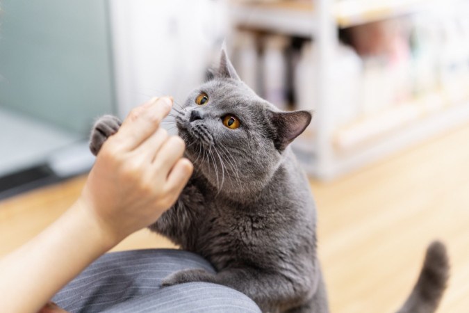 Alguns aromas específicos podem causar desconforto e até mesmo prejudicar a saúde dos gatos (Imagem: Anciens Huang | Shutterstock) -  (crédito: EdiCase)