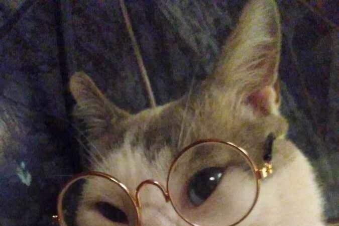 O gato, Harry, da tutora Amanda, começou a escutar o álbum Music for Cats, para se livrar do sentimento de medo