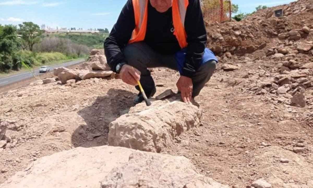 Fósseis de 80 milhões de anos de possível titanossauro são descobertos em Minas