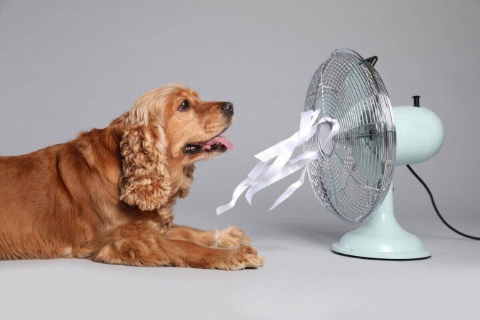 A respiração rápida e ofegante é um dos sinais mais comuns de que um cachorro está com calor (Imagem: New Africa | Shutterstock) - (crédito: EdiCase) A respiração rápida e ofegante é um dos sinais mais comuns de que um cachorro está com calor (Imagem: New Africa | Shutterstock) - (crédito: EdiCase)