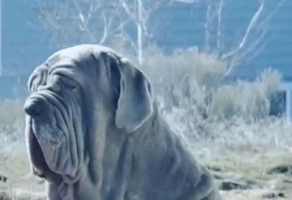Um cachorrão cheio de "pelanquinhas" está chamando a atenção de mais de 1,5 milhão de seguidores na rede social Tiktok. -  (crédito: TikTok/@toadthemastiff)