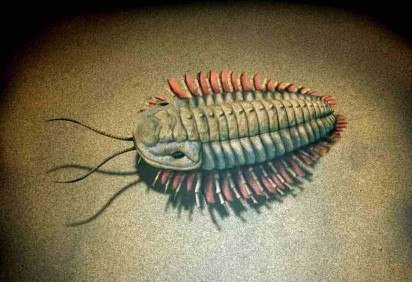 Doze espécies de trilobitas, criaturas marinhas com cabeças em forma de meia-lua que respiravam pelas pernas, foram descobertas em uma parte pouco explorada da Tailândia, em estudo publicado na revista Papers in Palaeontology. -  (crédito: Nobu Tamura/UC Riverside)