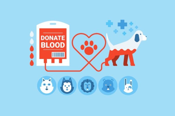 A doação sanguínea é um procedimento simples e que pode salvar a vida do pet em caso de doenças, acidentes ou cirurgias (Imagem: Becris | Shutterstock) - (crédito: EdiCase) A doação sanguínea é um procedimento simples e que pode salvar a vida do pet em caso de doenças, acidentes ou cirurgias (Imagem: Becris | Shutterstock) - (crédito: EdiCase)